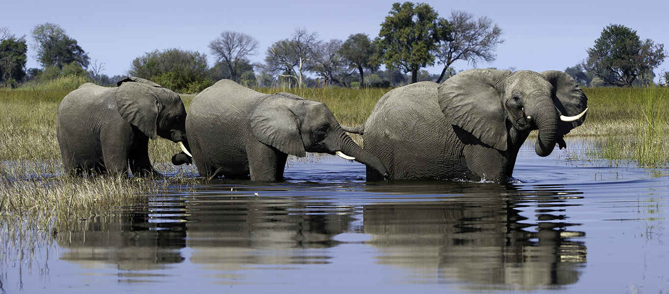 Botswana Safari | African Safaris | Apex Expeditions