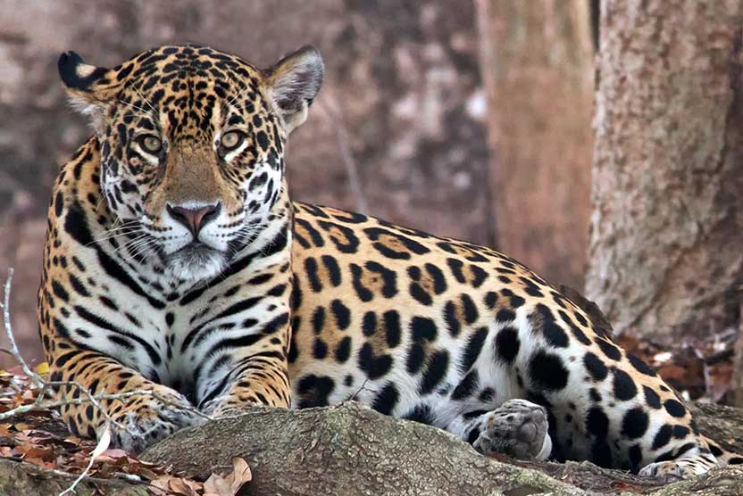 Brazil wildlife tours slide showing jaguar
