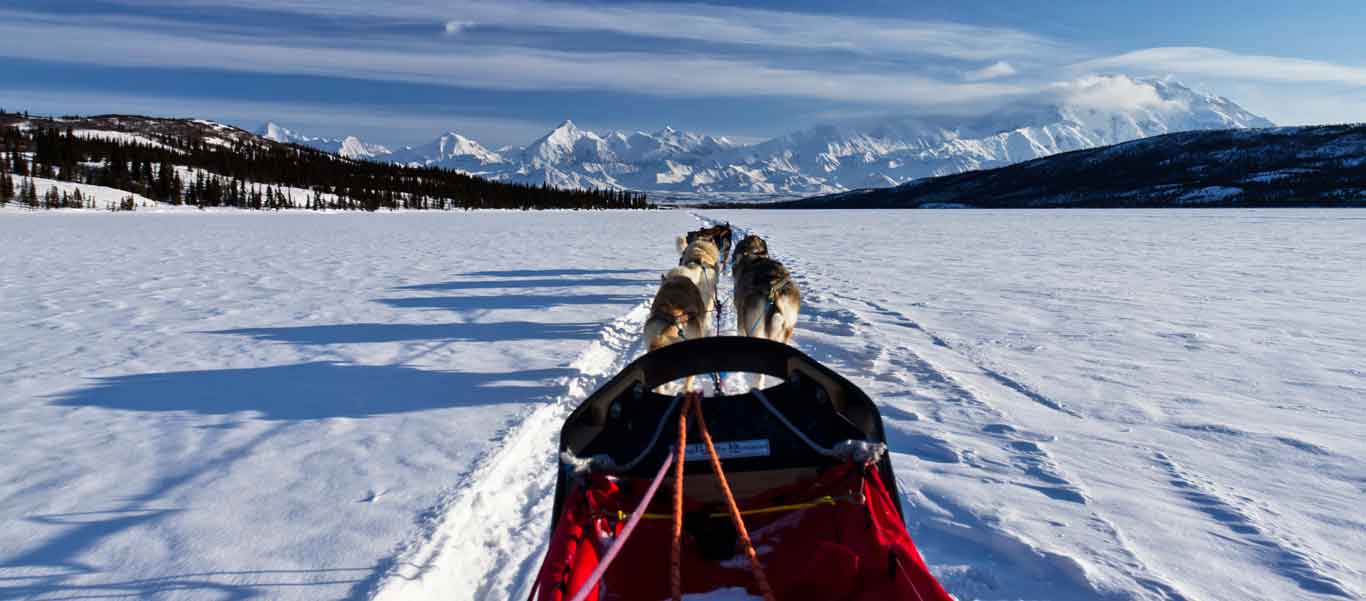 Dog sledding Alaska photo showing the view from the sled