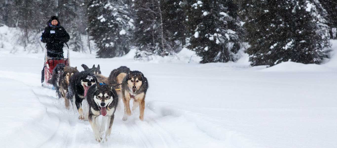 Dog sledding in Alaska image showing dog team at Winterlake Lodge