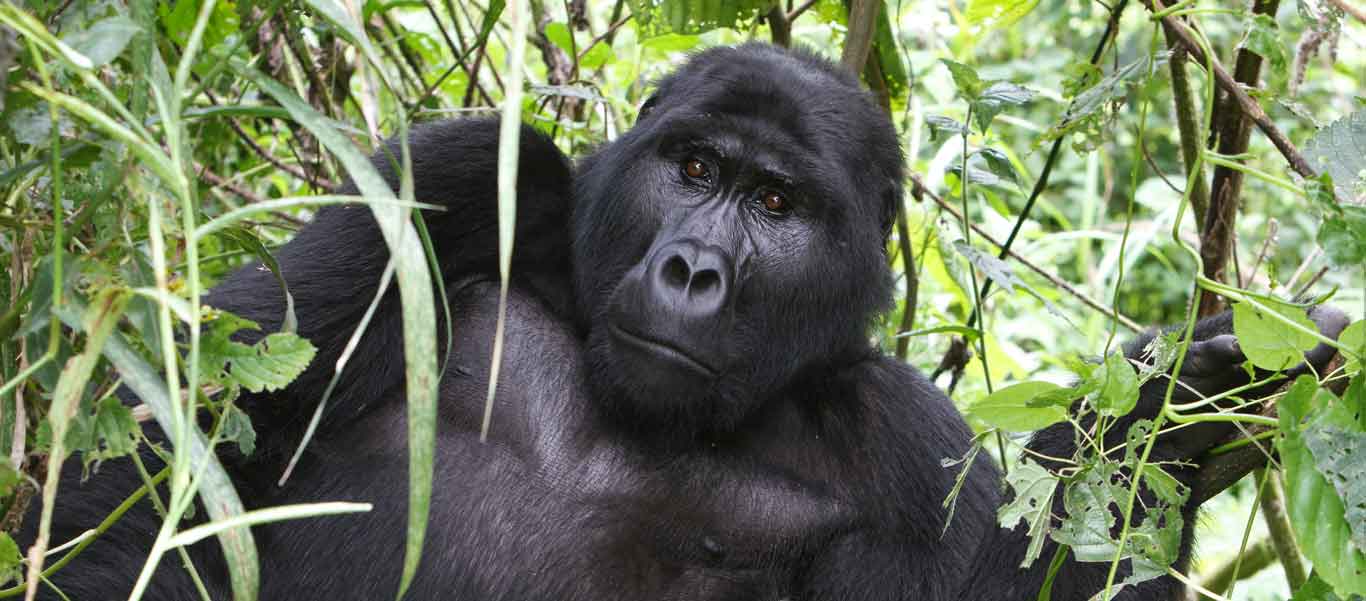 Uganda gorilla safaris portrait of a Mountain Gorilla