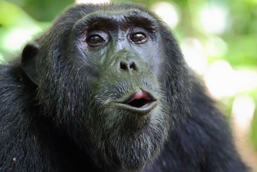 Mahale Mountains national Park image of hooting Chimpanzee