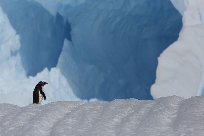 Antarctica, South Georgia and Falklands small ship cruise photo of Gentoo Penguin on iceberg