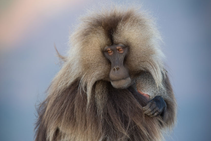 Ethiopia tours photo of Gelada in Simien Mountains