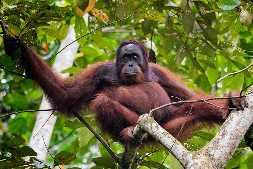 Borneo nature tour photo of Bornean Orangutan in tree