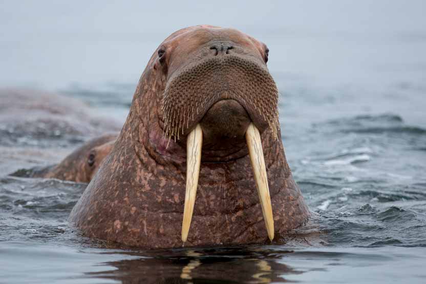 Canadian Arctic Greenland Cruise image of Walrus in the water