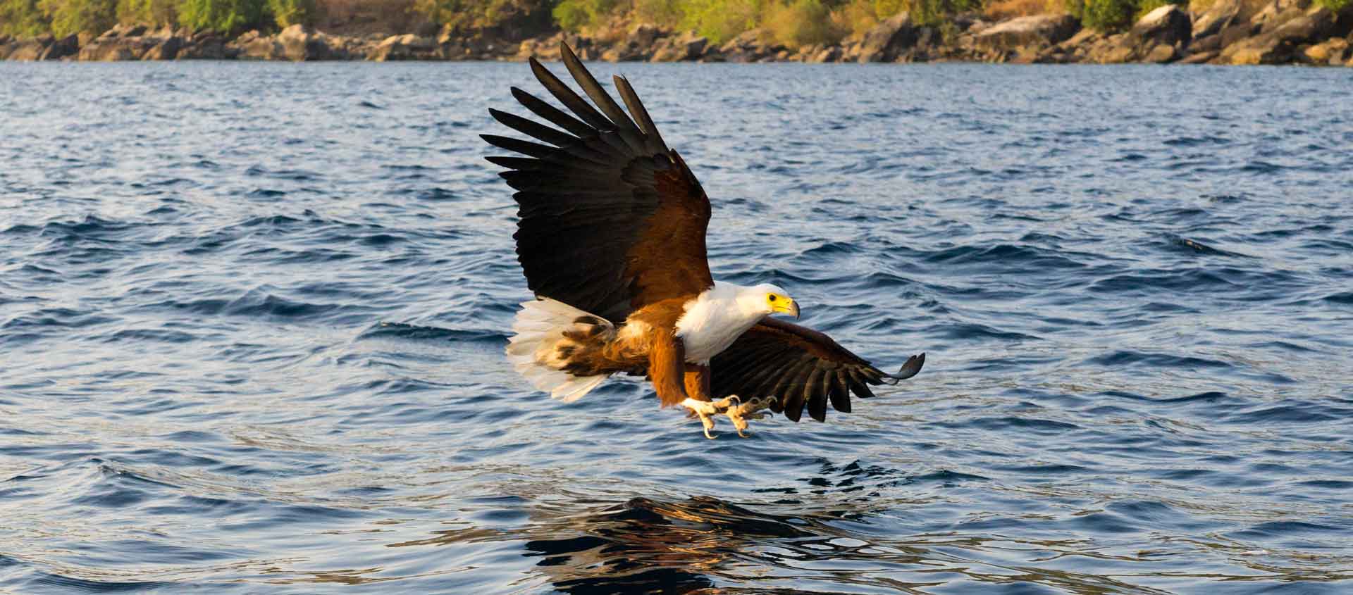 Zambia Safari with Lake Malawi image showing an African Fish Eagle