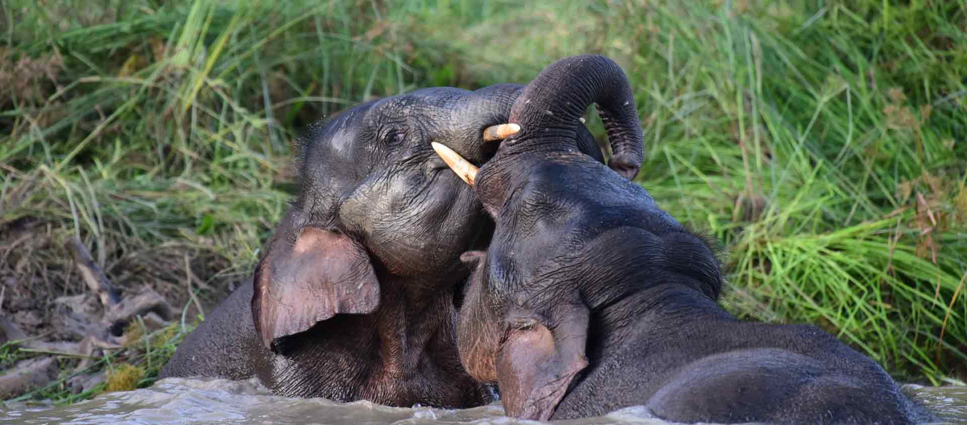 Borneo wildlife tour photo showing two Pygmy Elephants