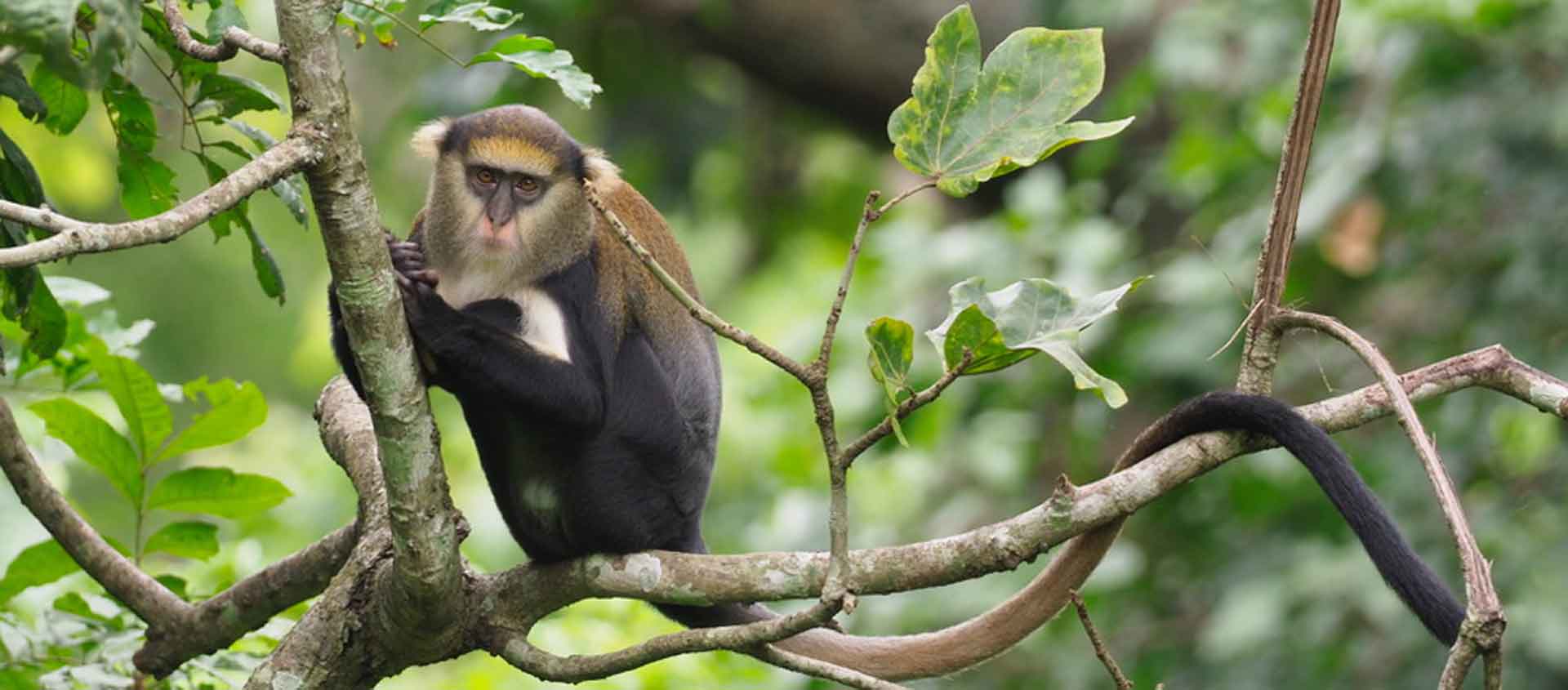 Ghana Wildlife Tour slide showing Campbell's Monkey