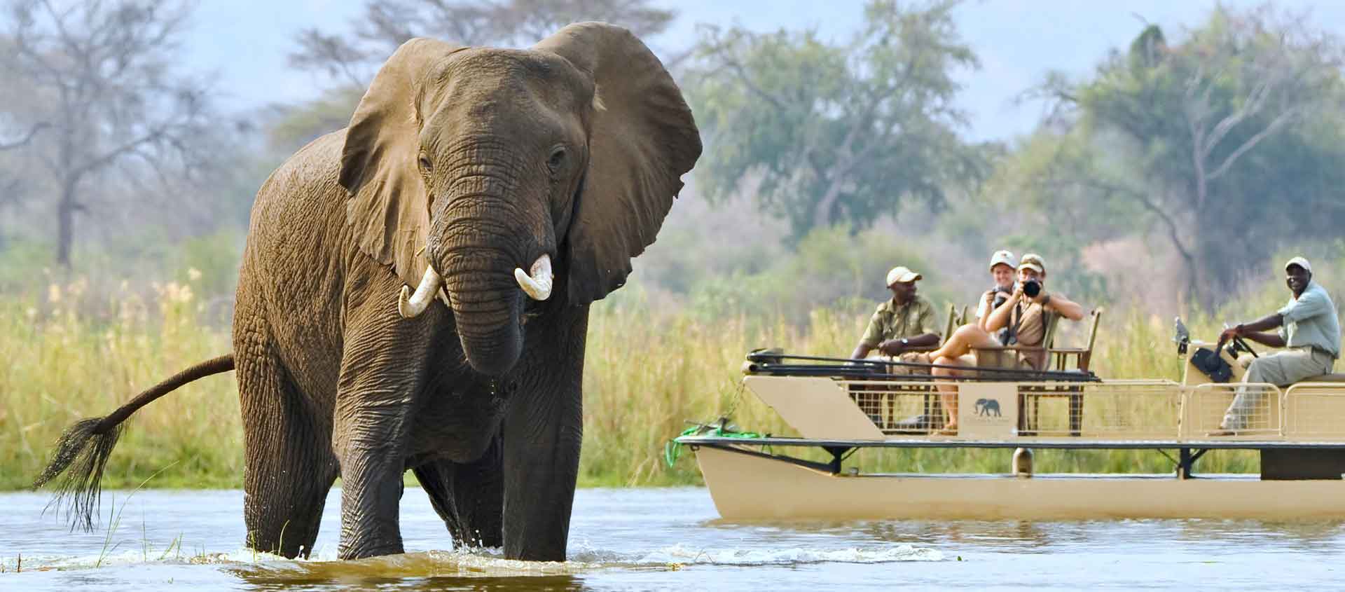 Zambia & Malawi Safari photo of African Elephant bull with pontoon boat in background