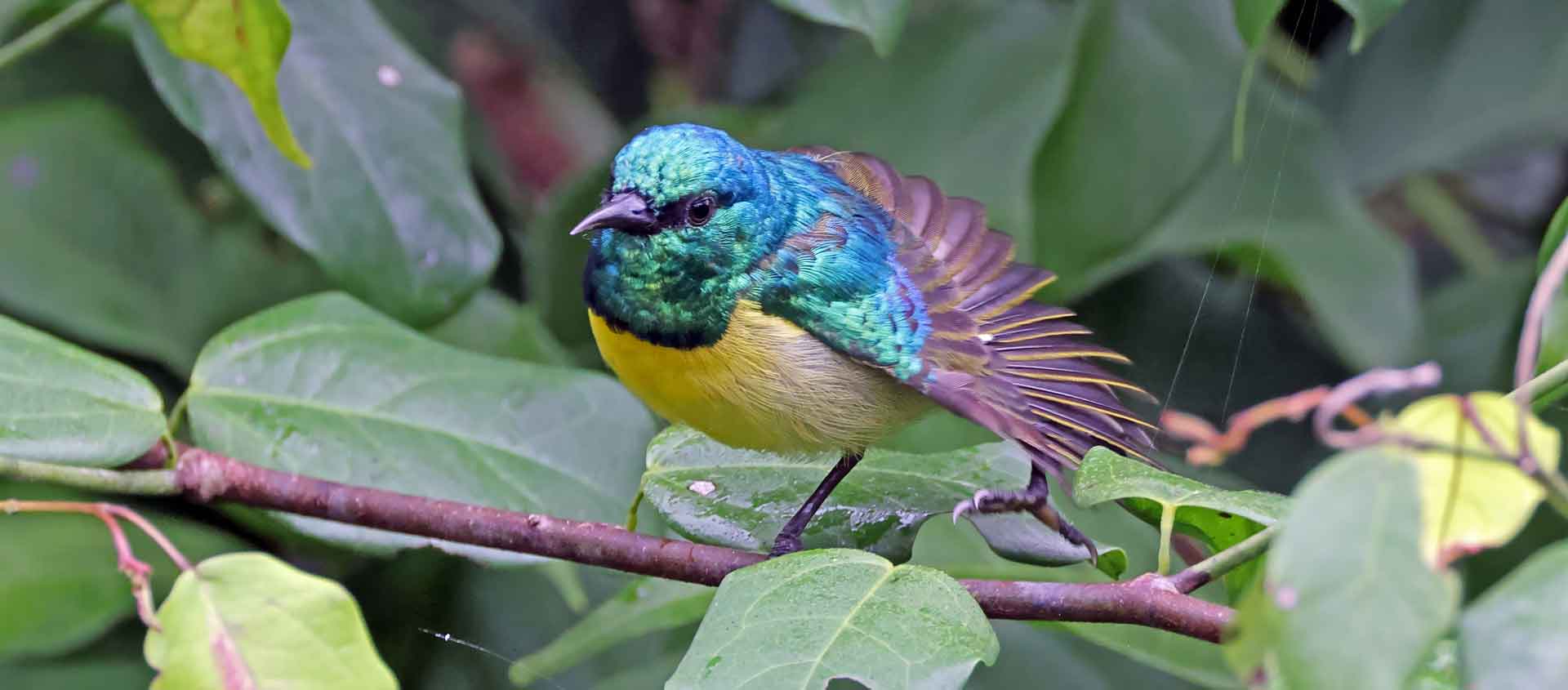 Ghana Birding Tour photo showing Collared Sunbird