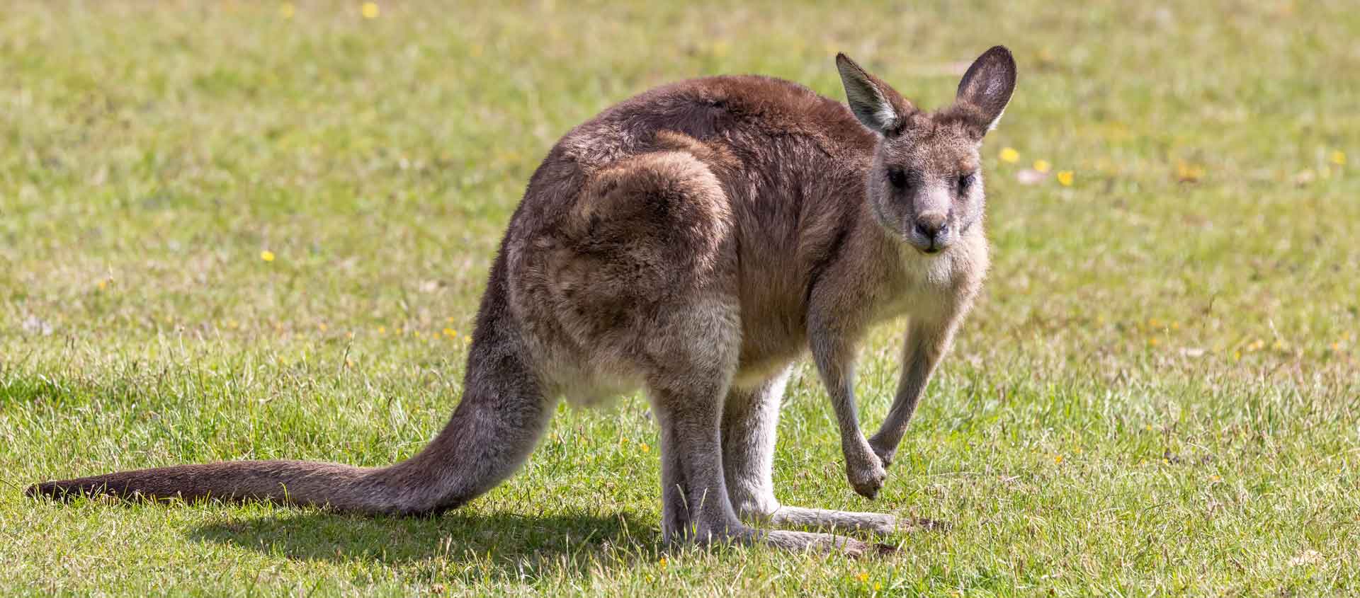 South Australia & Tasmania wildlife tour image of a Forester Kangaroo