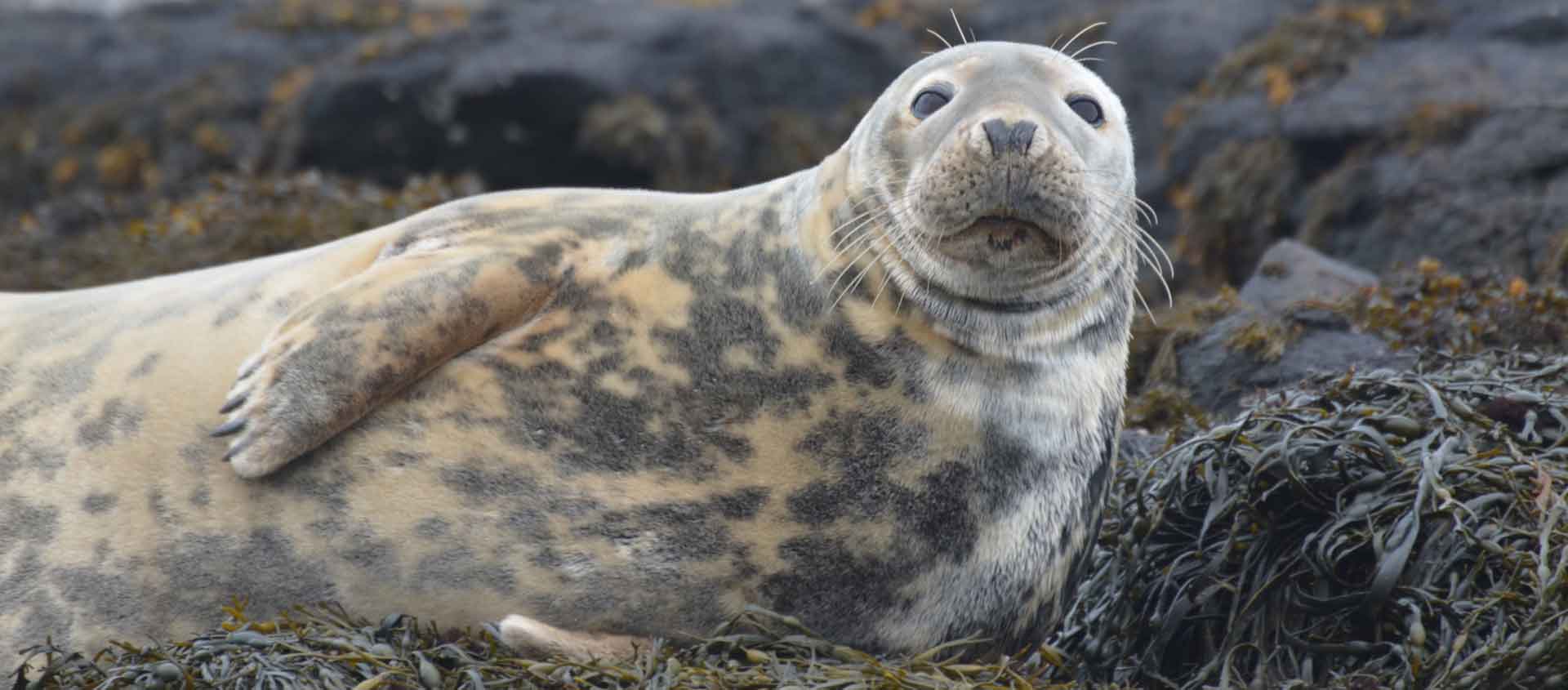 British Isles cruise slide showing Gray Seal