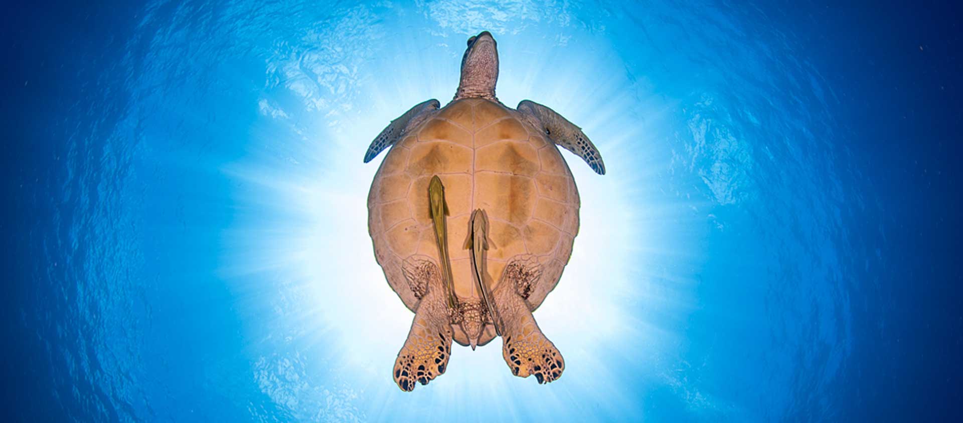 Philippines Diving photo of a Green Turtle