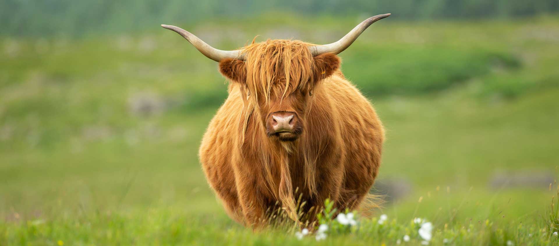 British Isles cruise image of a Highland Cow in Scotland