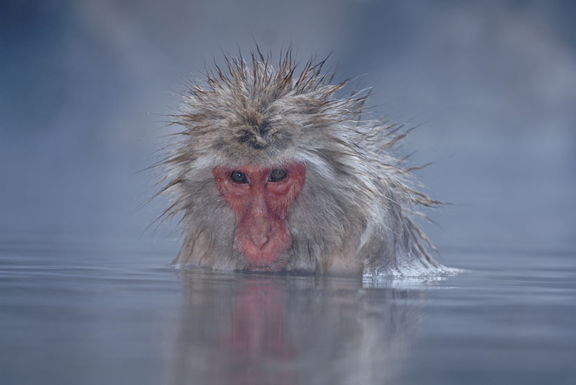 Japan winter wildlife tour photo of Japanese Macaque in hot spring