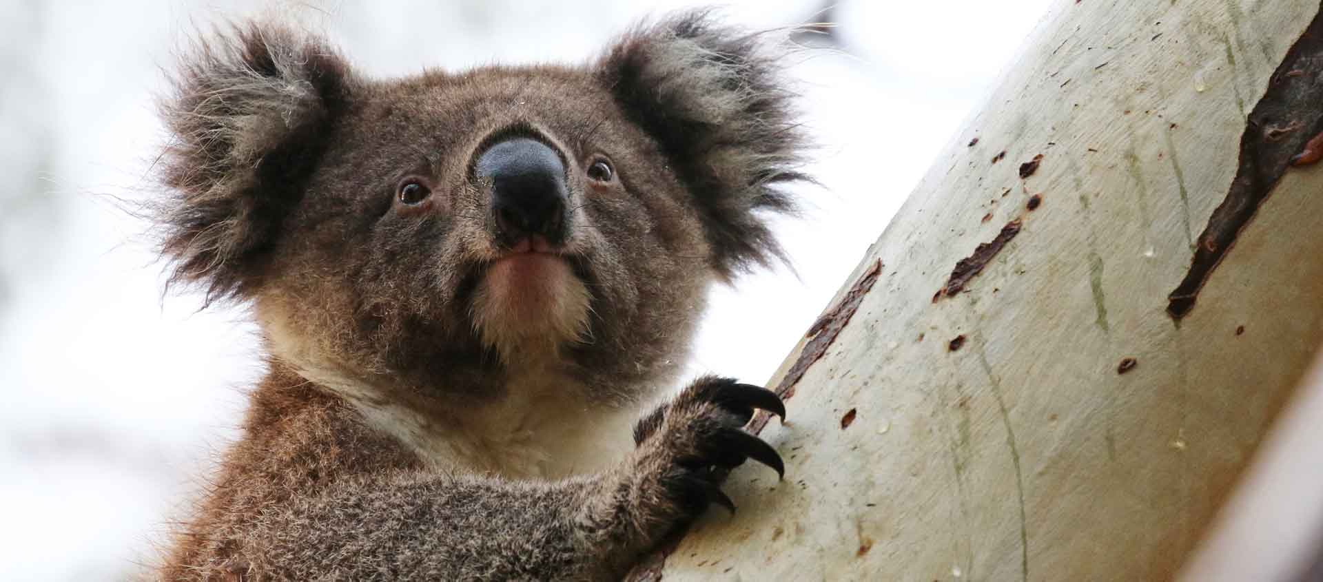 South Australia & Tasmania wildlife tour photo showing a koala