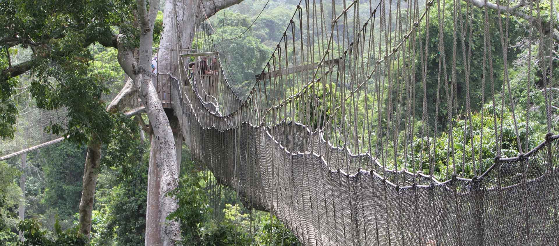 Ghana Wildlife Tour showing canopy walkway in Kakum