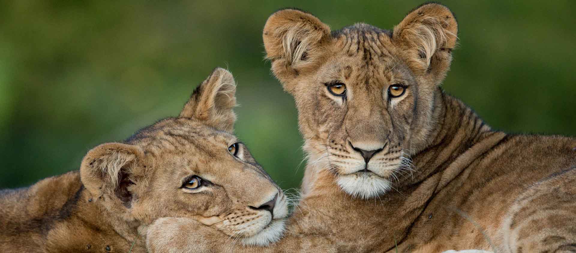 Zambia & Malawi safari image of Lion cubs