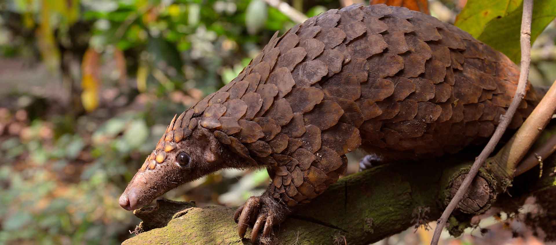 Ghana Wildlife Tour photo of a Long-tailed Pangolin