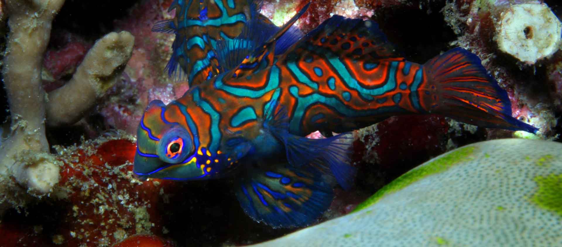 Philippines Diving photo of a colorful Mandarinfish