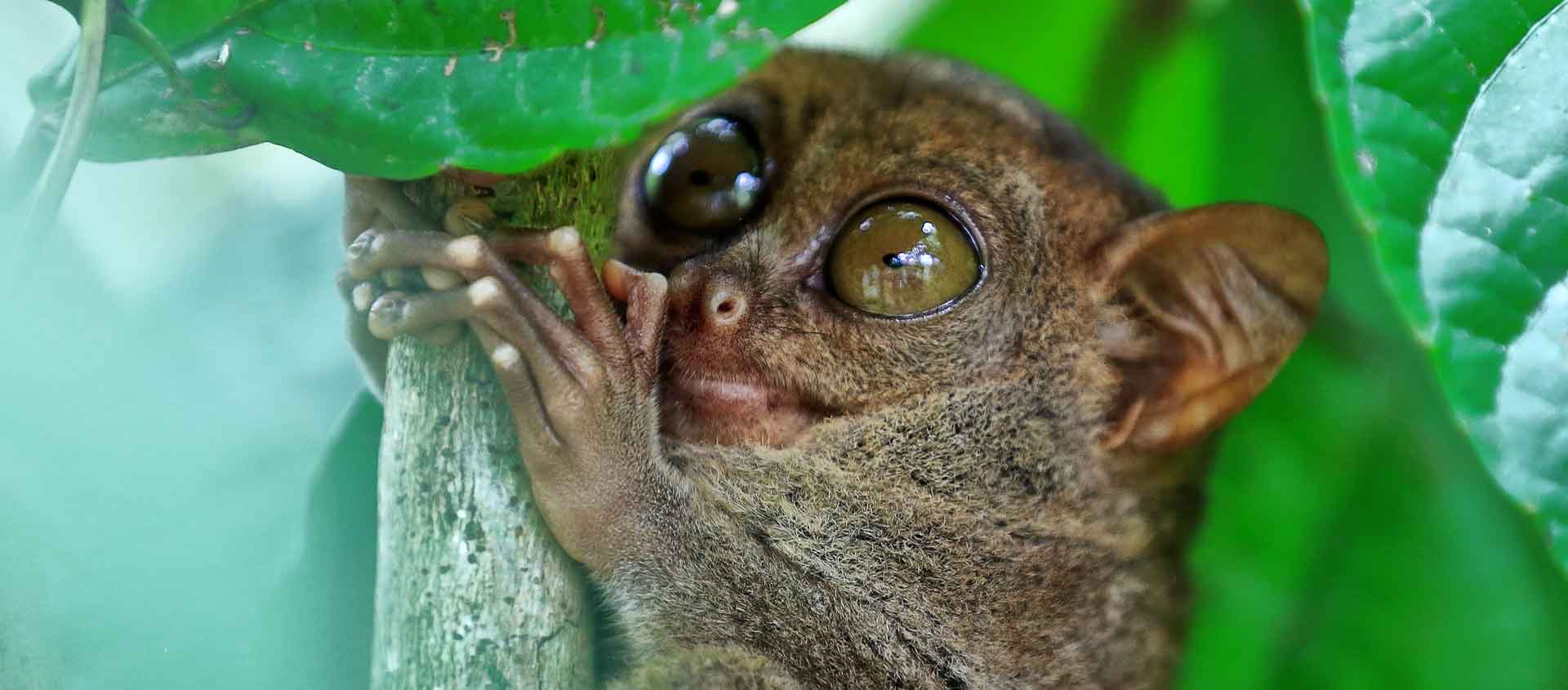 Taiwan, Philippines and Indonesia cruise picture of a Philippine Tarsier