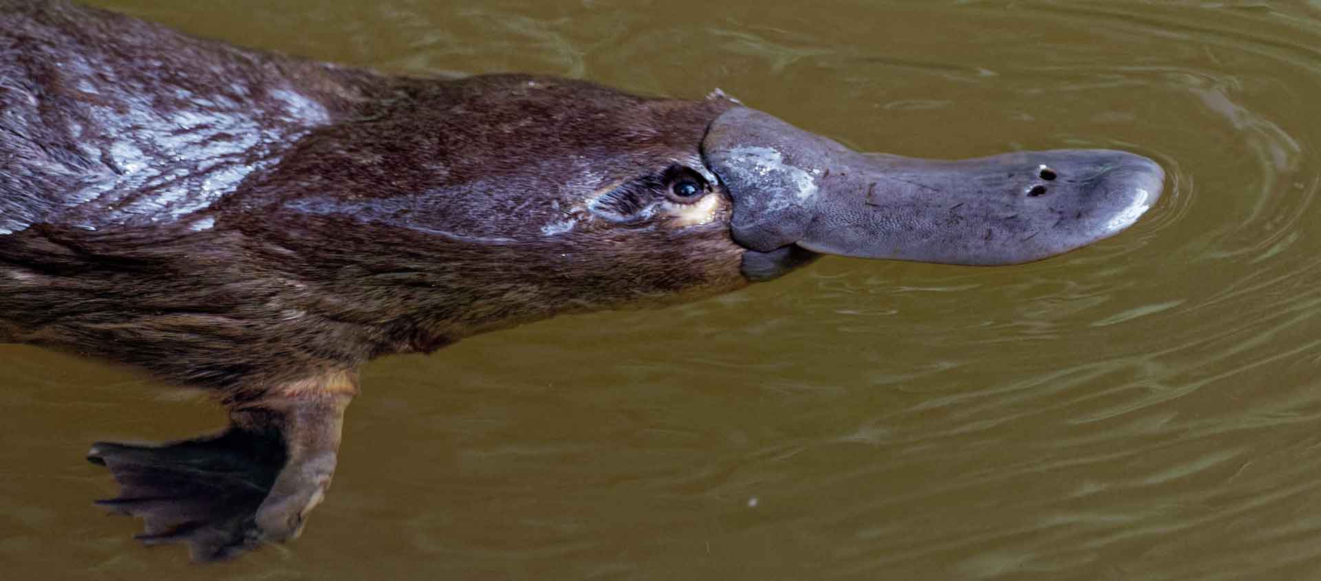 South Australia & Tasmania wildlife tour slide showing a Platypus in the water