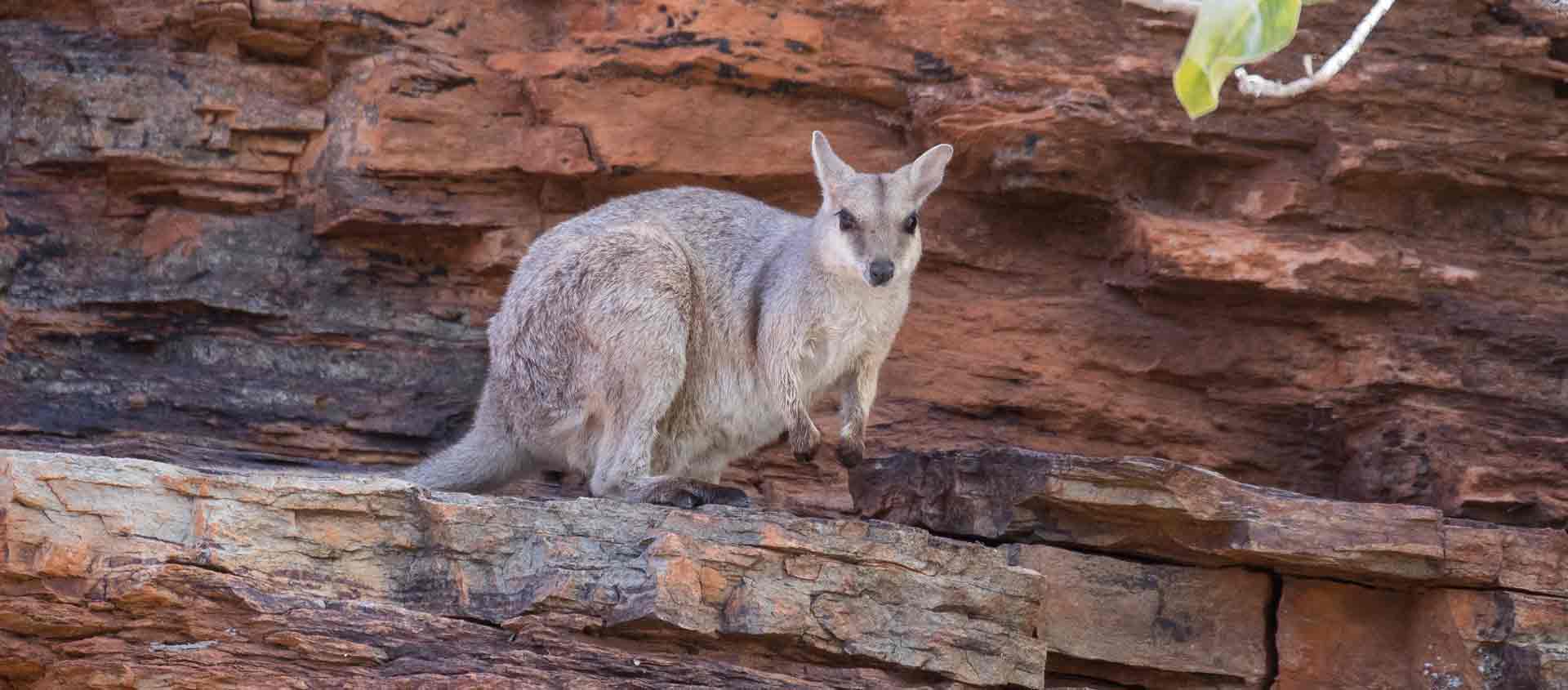 Meet The Shy Black-Flanked Rock-Wallaby