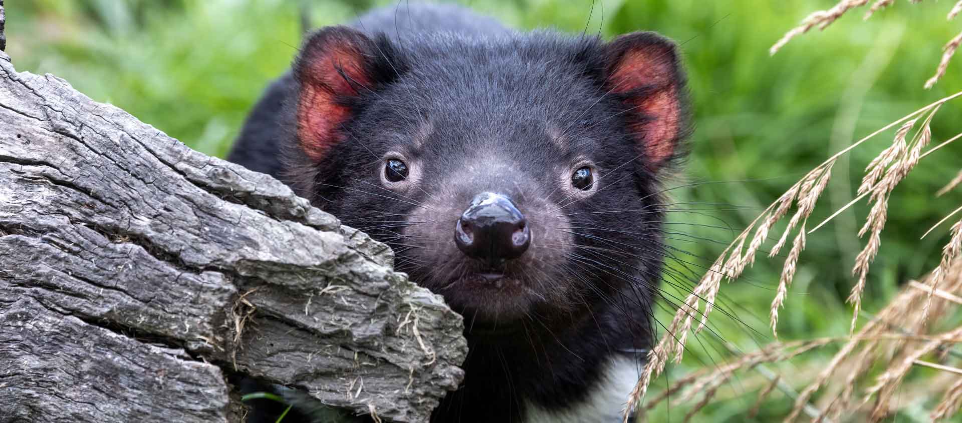 South Australia & Tasmania wildlife tour photo of a Tasmanian Devil