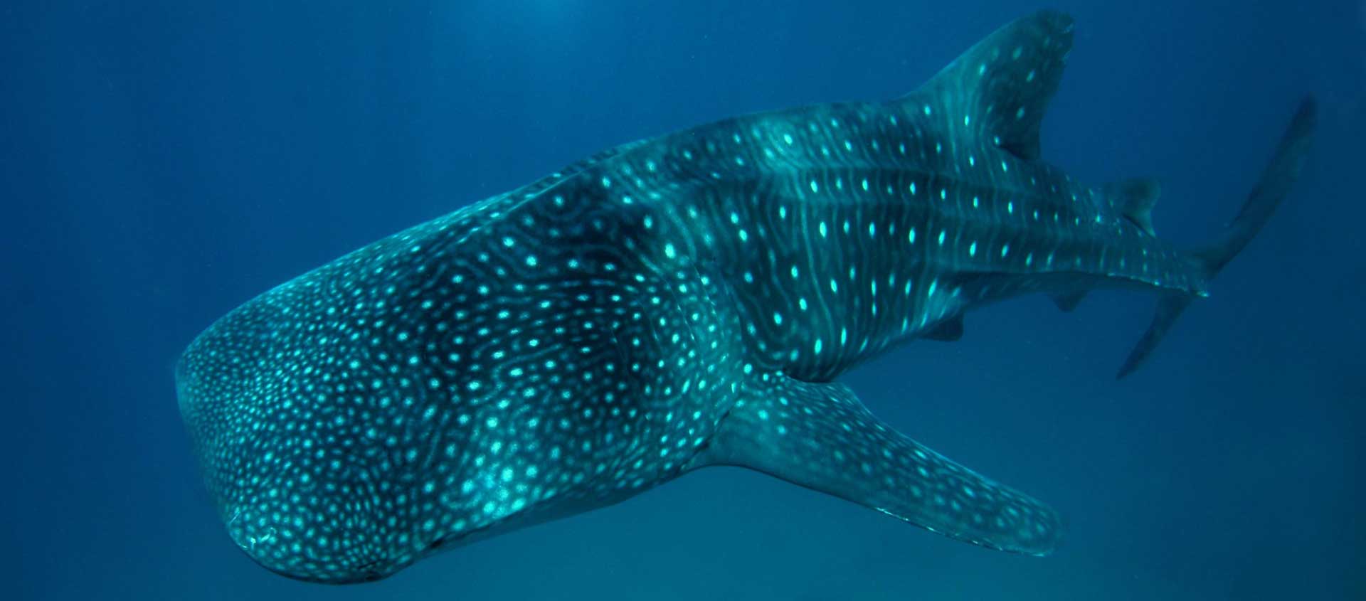 Philippines Diving Resorts and Liveaboard underwater photo of a Whale Shark