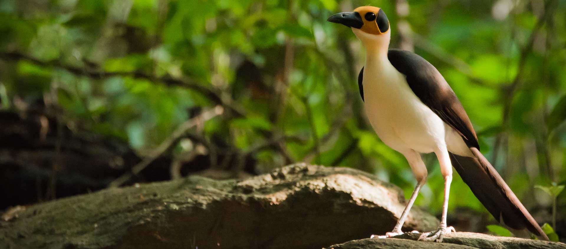 Ghana Birding Tour image of Yellow-headed Picathartes