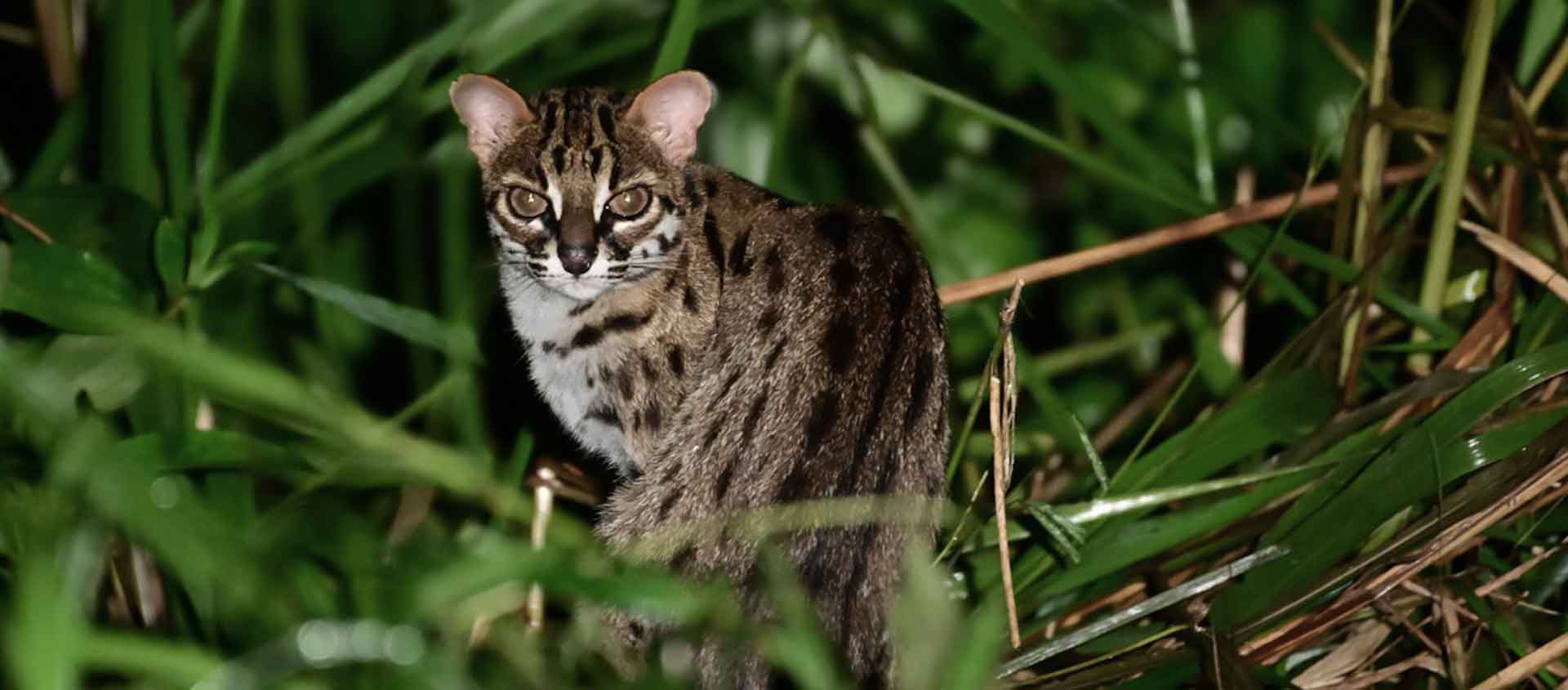 Borneo nature tour image of Leopard Cat