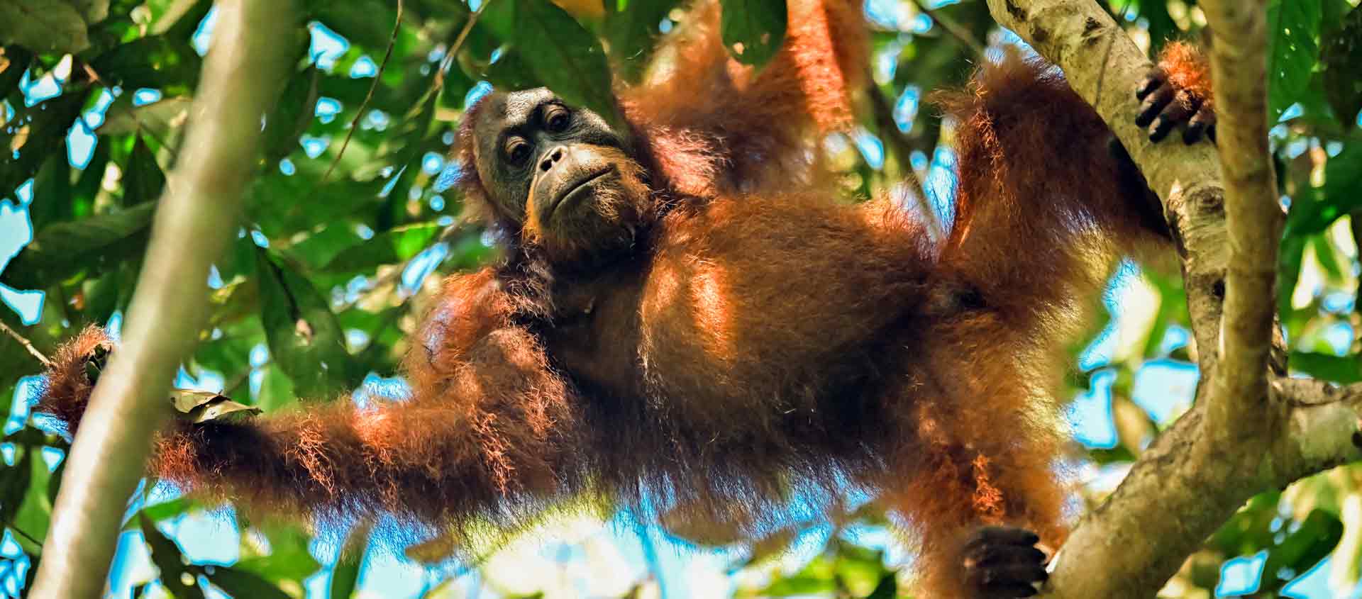 Borneo nature tour image of Orangutan